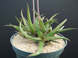 RARE ALOE BAKERI @@ cactus hybrid exotic color succulent flowering seed 10 SEEDS - £6.87 GBP