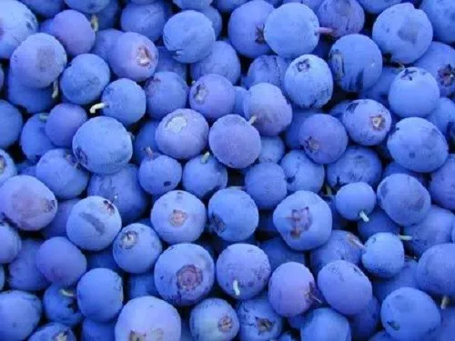 50 Northern Highbush Blueberry Bush Fruit Berry Shrub Seeds Fresh - £7.86 GBP