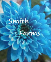 200 Seeds Light Blue Chrysanthemum Flowers Mums Fresh Seeds - $10.00