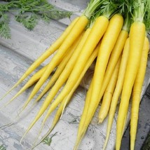 USA Seller Solar Yellow Carrot Carrot 100 Seeds - $9.00