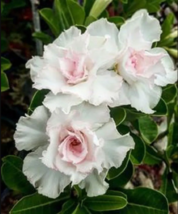 4 Double White Desert Rose Seeds Adenium Flower Bloom Perennial Seed - £13.65 GBP