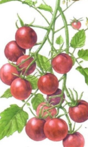 Tomato Chocolate Cherry Organic Vegetable Seeds koyoroyo NON GMO - £7.07 GBP