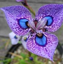 Phalaenopsis Butterfly Orchid Flower Moth Orchid Garden Flowers 50 seeds - £8.58 GBP