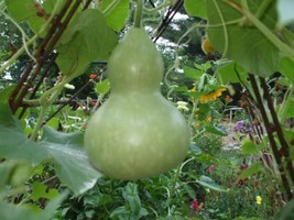 BPA 20 Seeds Birdhouse Gourd (Hard Shelled Gourd/Calabash) Lagenaria Siceraria V - £7.43 GBP