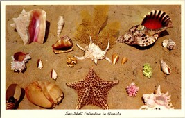 Vtg Postcard Sea-Shell Collection in Florida Sand - £4.56 GBP