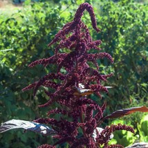 Amaranth Greek Purple - 100+ seeds - Am 004 - £2.19 GBP