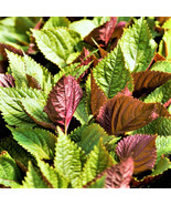 KKG Vietnamese Perilla Shiso Seeds La Tía Tô Asian Mint Thai Basil Seed ... - €6,83 EUR