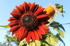 100 VELVET QUEEN Tall Sunflower Seeds: Red &amp; Orange Non-GMO Heirloom Flower - £3.18 GBP