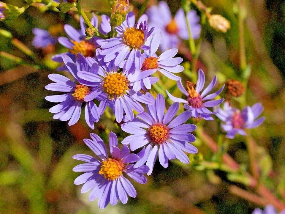 100 Smooth Blue Aster Seeds Perennial Native Wildflower - £4.92 GBP