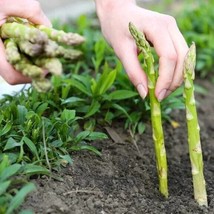 200 Asparagus Seeds Mary Washington Fresh Seeds Fast Shipping - $13.69