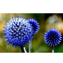 New Fresh Echinops Sphaerocephalus Glandular Globe Thistle Seeds Blue Herb Flowe - £8.47 GBP