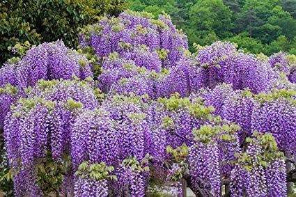 Wisteria sinensis