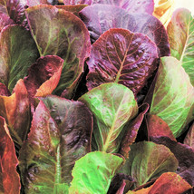 Cimmaron Red Romaine Lettuce Lactuca Cos Leaf Green Vegetable Fresh Seeds USA - £12.26 GBP