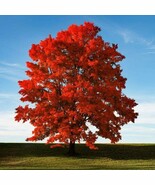 Brandywine Maple qt pot - €9,58 EUR
