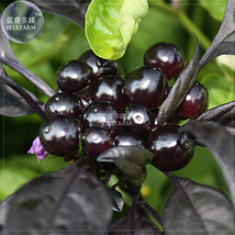 New Fresh Pepper Organic Black Pearl Chili Seeds 15 Seeds Pack Black Leafed Orna - £4.23 GBP