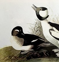 Bufflehead Duck Bird 1950 Lithograph Print Audubon Nature First Edition ... - £23.69 GBP