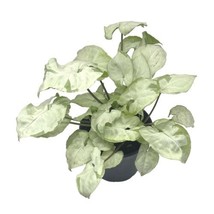 Syngonium Moonshine, 4 inch, Variegated Arrow Head Vine Rare Unique - £14.53 GBP