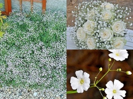 500 Seeds Annual BABY&#39;S BREATH Cut Dried Flowers Summer Garden Patio Container - £13.38 GBP
