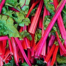 Seeds 50 Rhubarb Red Swiss Chard Vegetable Garden Heirloom Grow Easy - £5.56 GBP