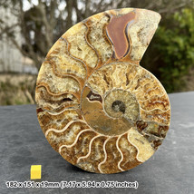 Giant cut &amp; polished ammonite single fossil - $127.46