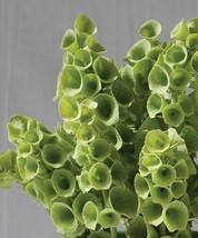 40 Bells of Ireland seeds Fresh Fast Shipping - $9.08