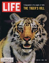ORIGINAL Vintage Life Magazine June 25 1965 Tiger in India - £15.56 GBP