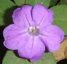 Ruellia Humilis  Fringeleaf Wild Hairy Petunia  50_Seeds From US - $13.95