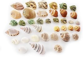 35 Hermit Crab Shells Assorted Turbo Seashells 1/2&quot;-2&quot; Size Open Size 1/... - $26.88