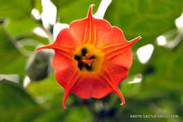 HS Brugmansia Sanguinea Red Angel&#39;S Trumpet Flower Flowering Tree Seed 10 Seeds - £11.46 GBP