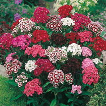 Berynita Store 500  Sweet William Single Mix Seeds Colorful Fresh Garden Usa - £6.32 GBP