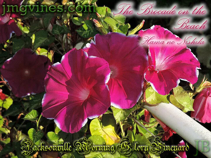 The Brocade on the Beach / Hama no Nishiki Japanese Morning Glory 6 Qty - $11.33