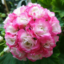 BELLFARM Geranium Hydrangea-shaped peach pink and white colors Bonsai Flowers - £8.69 GBP