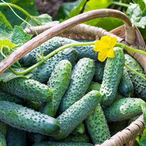 25 Seeds Salad Bush Cucumber Planting Edible Food Easy To Grow Gardening... - $8.82