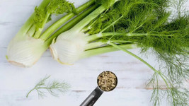 New Fennel 15 Fresh Herb Seeds From Usa Shipping - £4.33 GBP