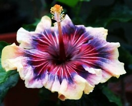 Madagascar Hibiscus Moscheutos Hibiscus Starter Seeds Rose Of Sharon Hs6... - $87.61 MXN
