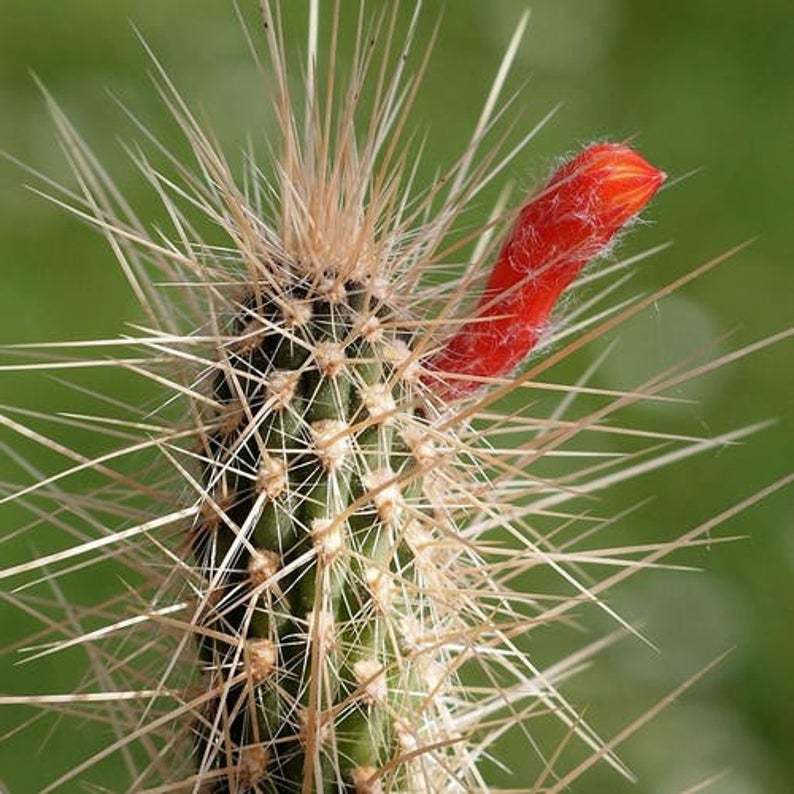 20Pcs Firecracker Cactus Seeds Cleistocactus Baumannii Seed - £16.46 GBP
