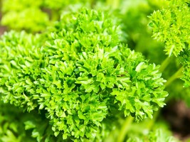 Moss Curled Parsley Seeds - Organic &amp; Non Gmo Parsley Seeds - Heirloom S... - $2.24