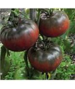 Fresh 25 Black from tula Tomato Seeds - $170.23 MXN