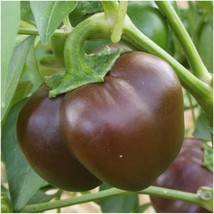 Chocolate Beauty Bell Pepper Fresh Fast Shipping - $3.98