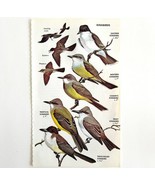 Kingbirds 6 Varieties And Types 1966 Color Bird Art Print Nature ADBN1p - $19.99