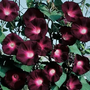 20 Black Knight Morning Glory Seeds Annual Flower Flowers Climbing Vine 340 - £12.64 GBP