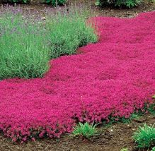 1000 Red Creeping Thyme Seeds Groundcover FRESH - £8.04 GBP