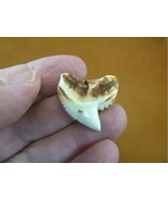 (s5-U) 1-3/16&quot; inch White TIGER SHARK torched TOOTH teeth made to order ... - €24,72 EUR