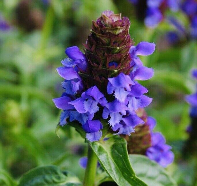 Allheal Seeds Prunella Vulgaris Herb Seeds Heal All New Fresh  - $3.98