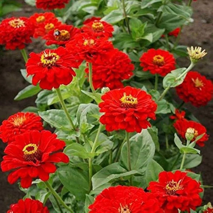 250+ CHERRY QUEEN ZINNIA SEEDS NON - GMO FRESH FOR YOUR FLOWER GARDENS - $2.89