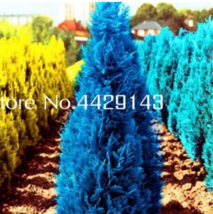 50PCS Mini Bule Italian Cypress Tree Popular Perennial Home&amp; ing - £7.43 GBP