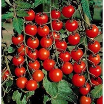 FA Store 100 Small Cherry Tomato Sweet Seeds Heirloom Organic - £7.06 GBP