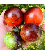 Damascus Steel Tomato Seeds (5 Pack) - Exotic Heirloom, Grow Your Own Go... - £5.58 GBP