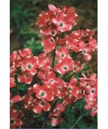 5 Red Pygmy Dogwood Tree Flowering Hardy Fall Color Flower Flowering Per... - £12.95 GBP