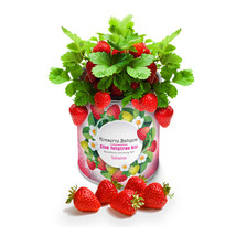My Canned Garden Seedling Growing Kit Strawberry - £21.62 GBP